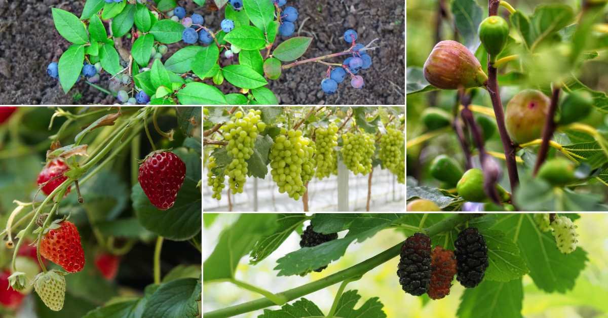 Best Fruits to Grow on Apartment Balconies