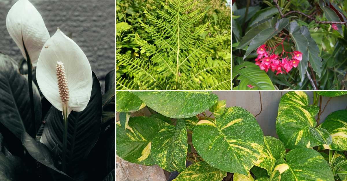 Best Balcony Plants for Shade