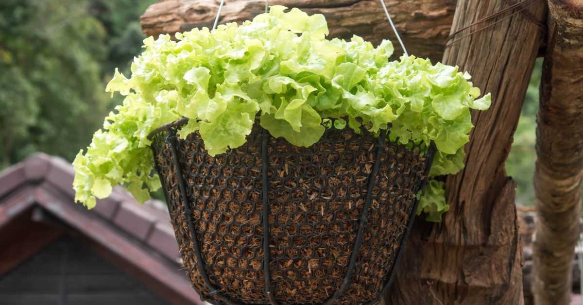 Hanging Basket Salad Bar Design