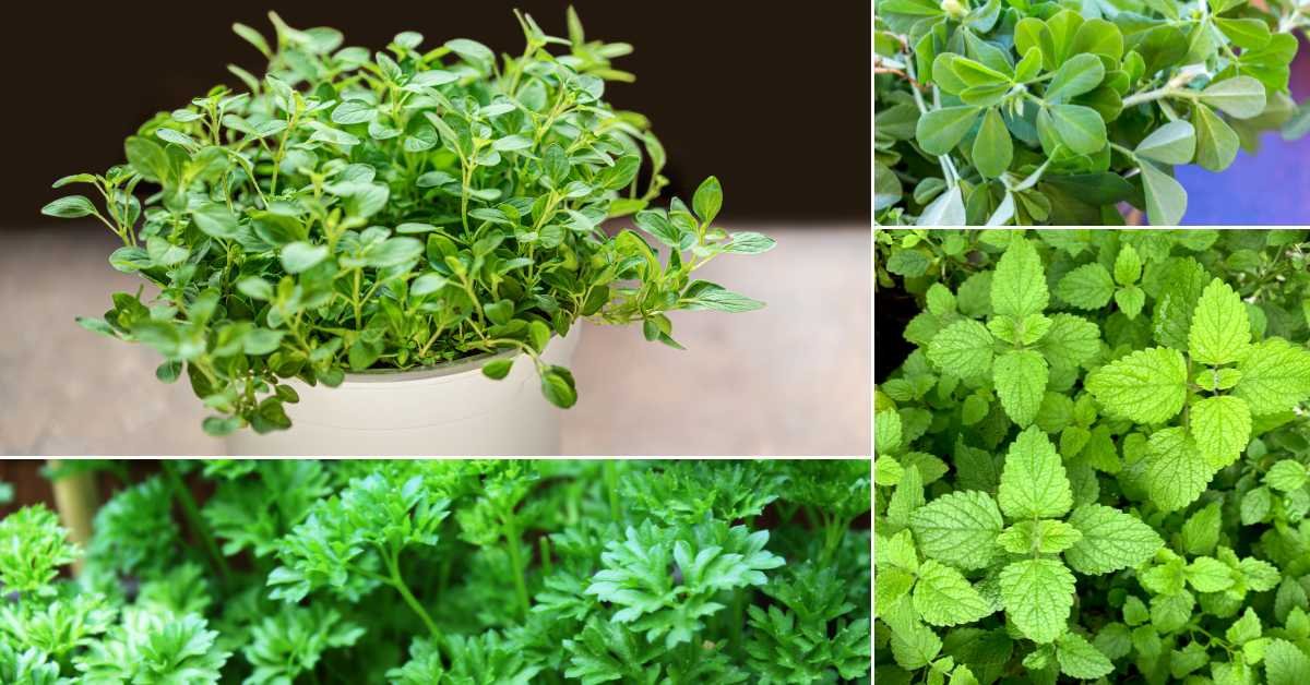 Best Herbs for Balcony Garden