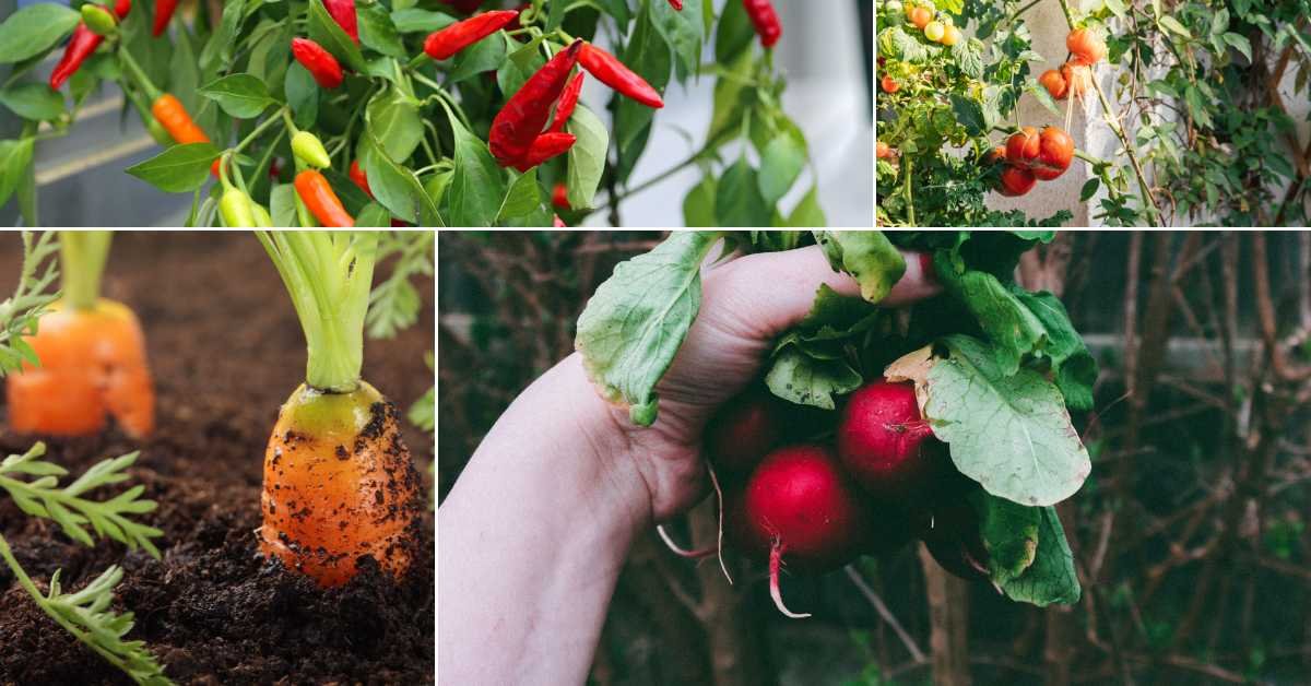 Best Vegetables for Balcony Garden