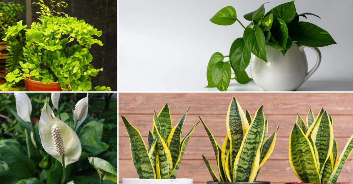 North Facing Balcony Plants