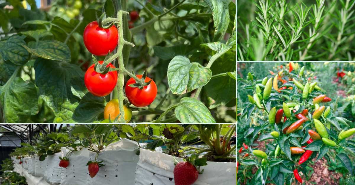 Best Balcony Plants for Full Sun