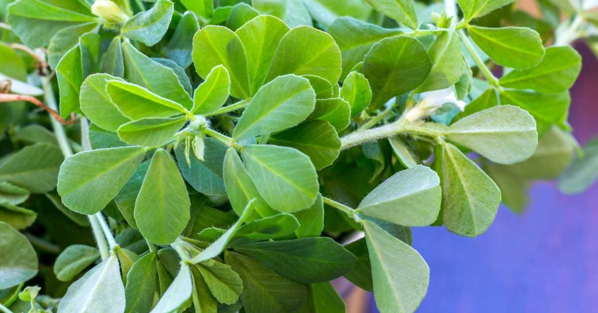 Growing Fenugreek Plant in Balcony