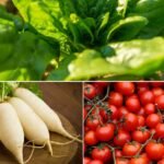 Best Vegetables for Low Maintenance Balcony Gardens