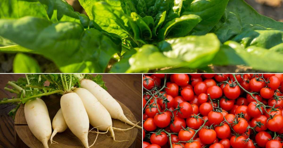 Best Vegetables for Low Maintenance Balcony Gardens