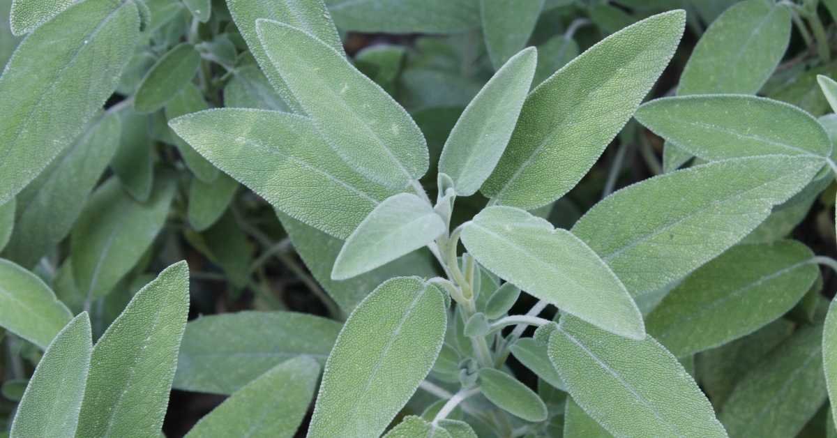 Growing Sage in Balcony