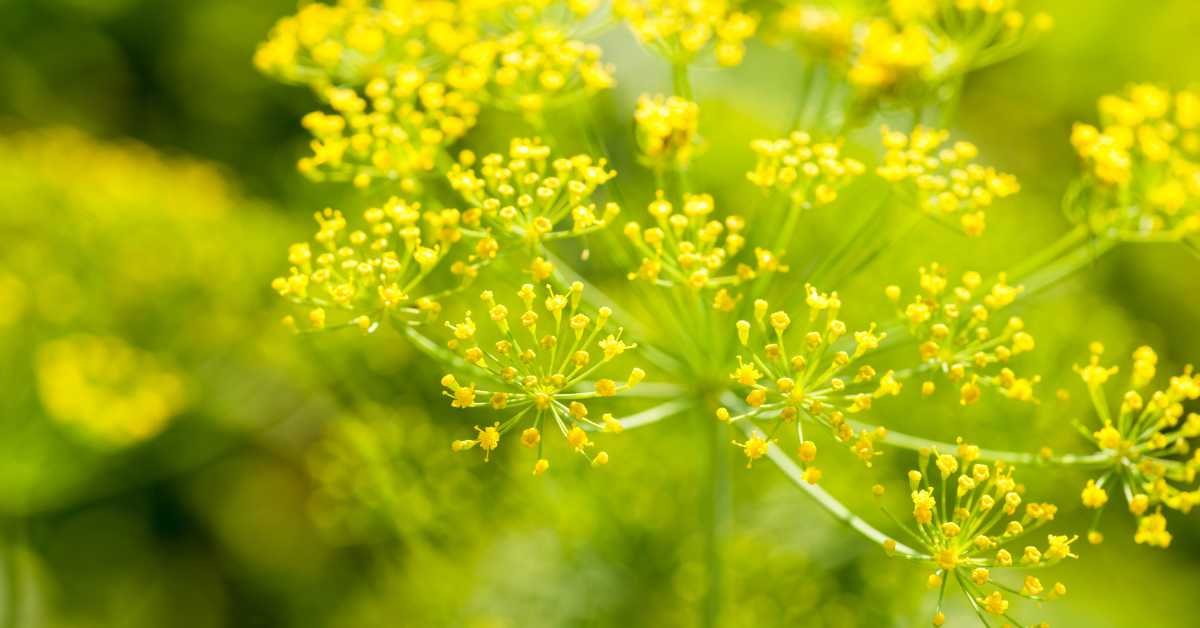 Growing Dill in Balcony