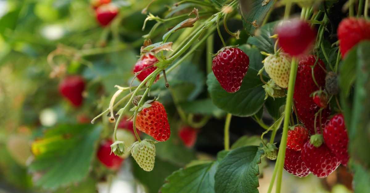 Strawberries Plants to Grow in Apartment Balcony