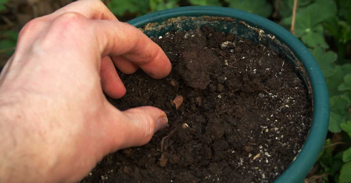 Preparing the Balcony Soil for Winter
