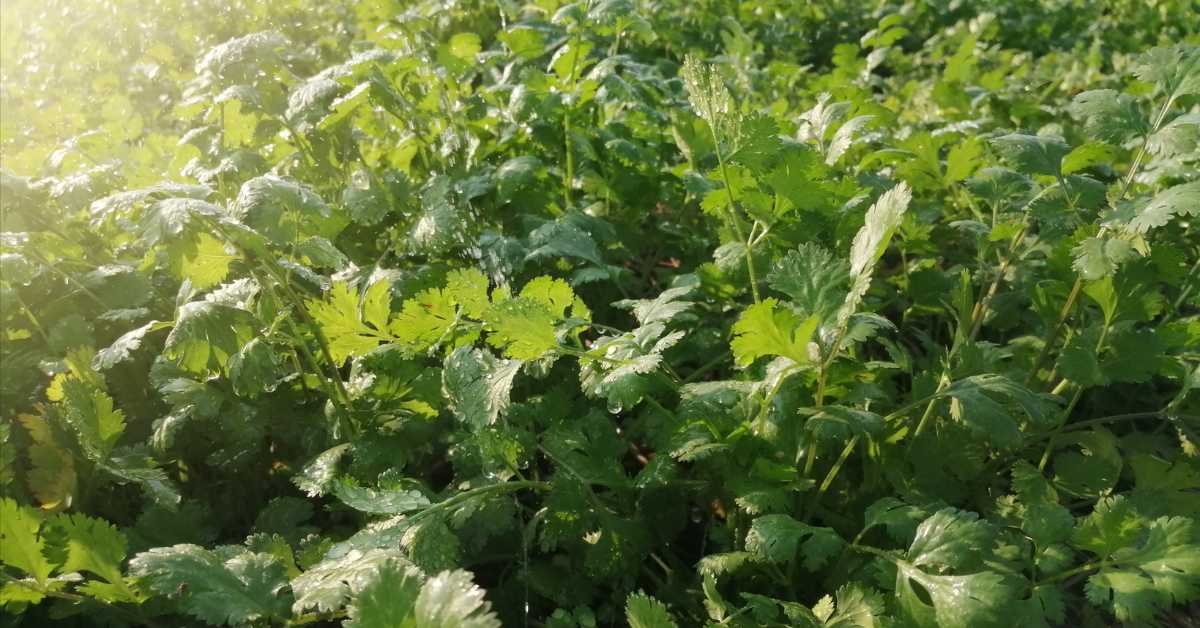 Best Herbs to Grow on a Balcony in Fall