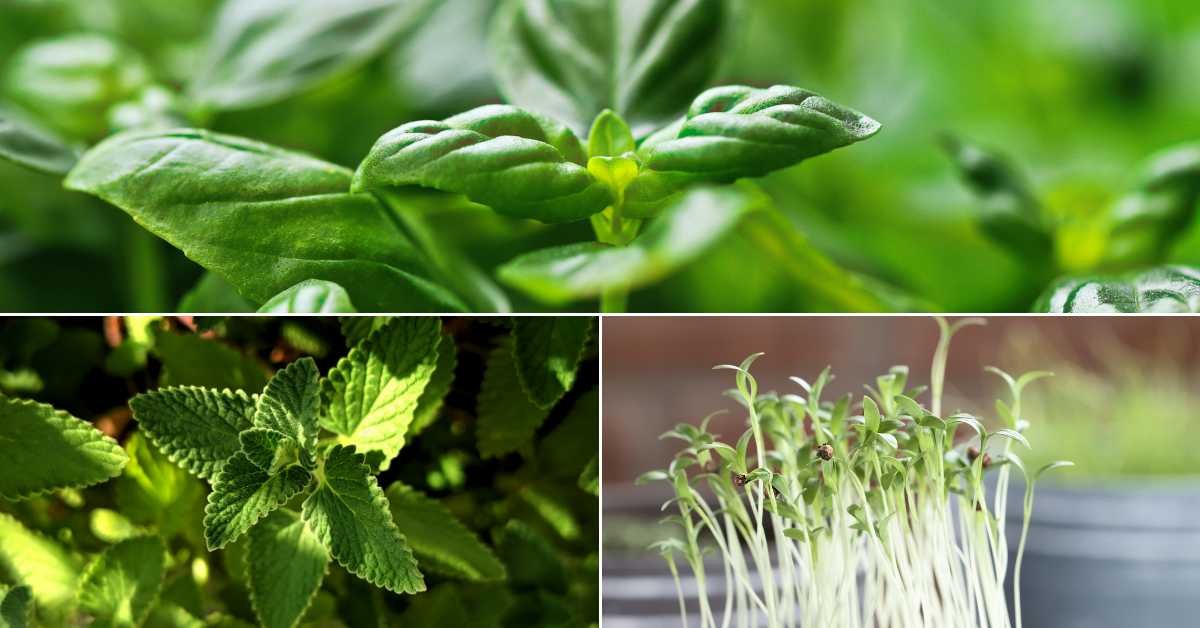 Best Herbs to Plant on a Balcony in Spring