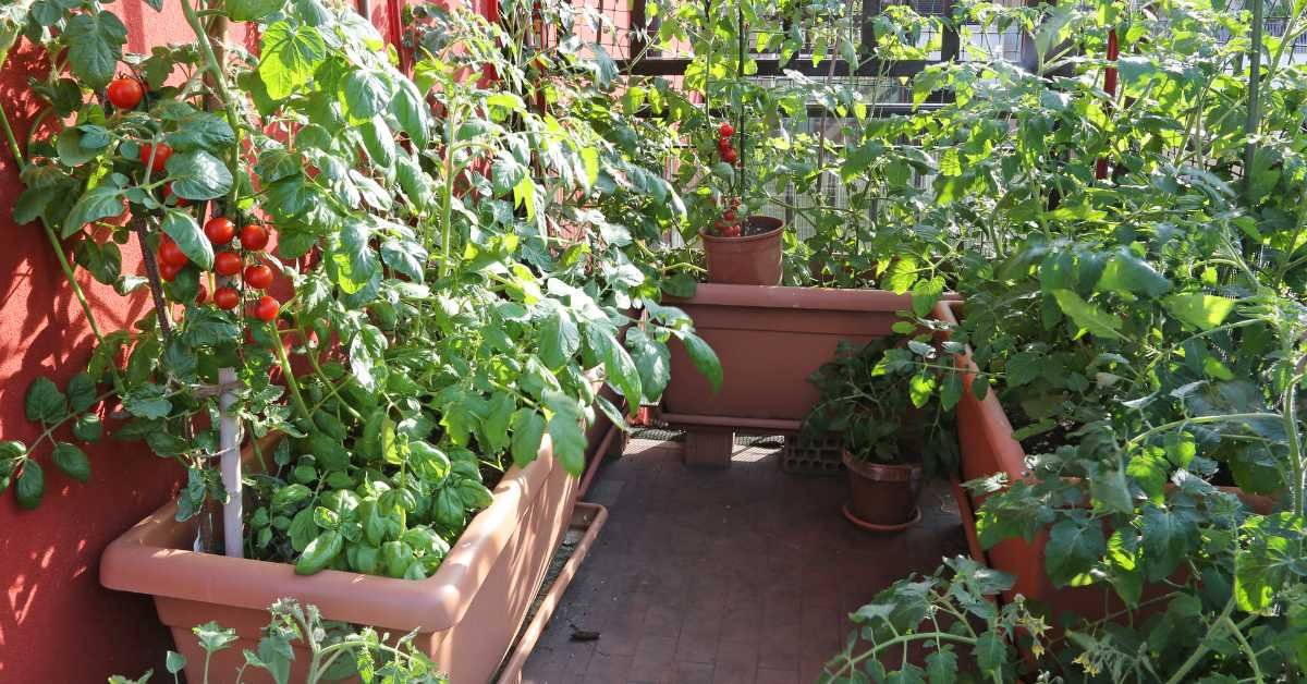 Sunlight Changes Watering Frequency