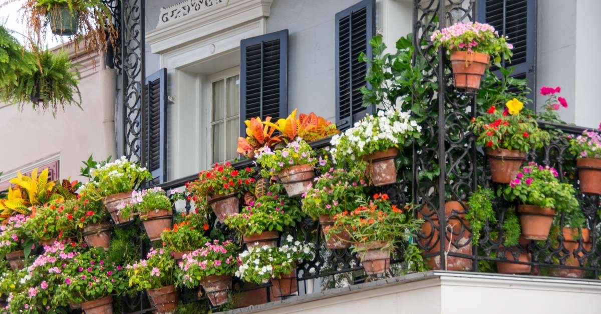 Plants in the balcony 