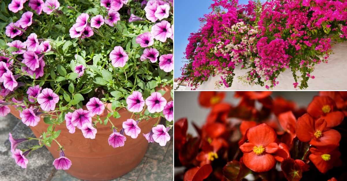Flowering Hanging Plants for Balcony
