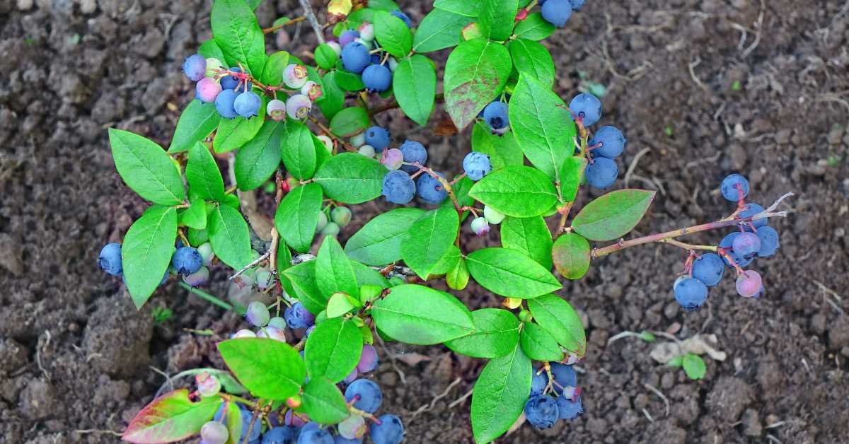 Dwarf Blueberries