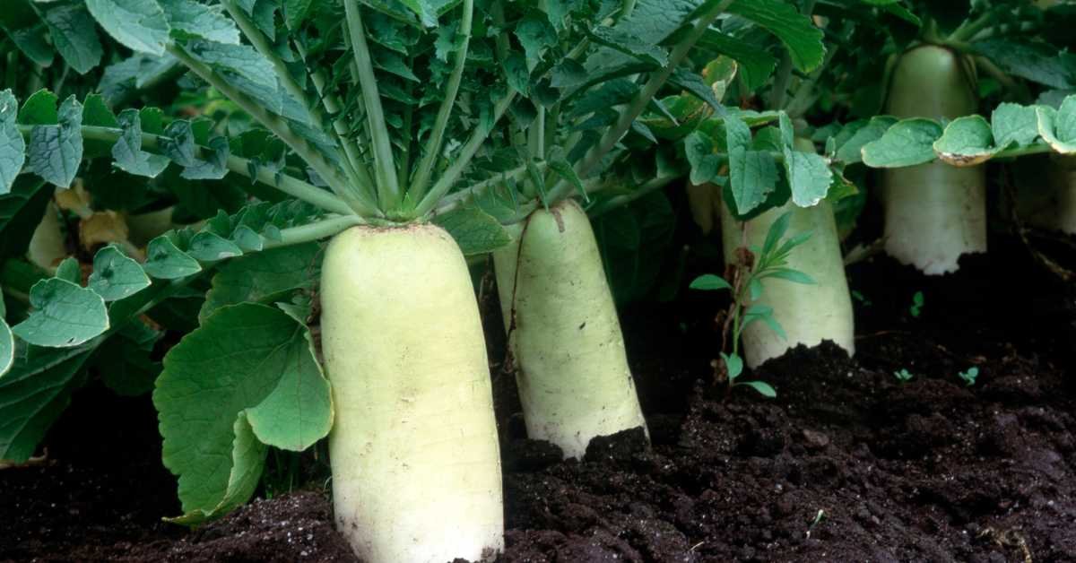 Best Vegetables to Grow on a Balcony in Fall