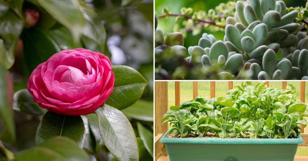 Right Soil Mix for Different Balcony Plants