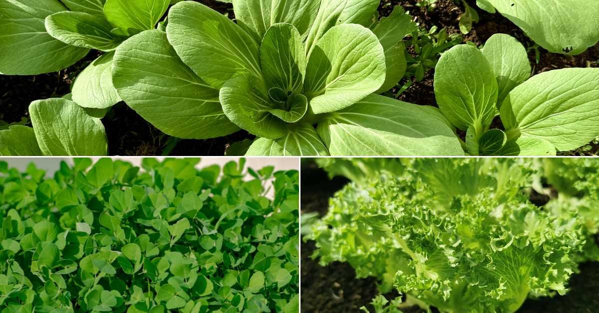 Best Vegetables for Spring Balcony Gardening