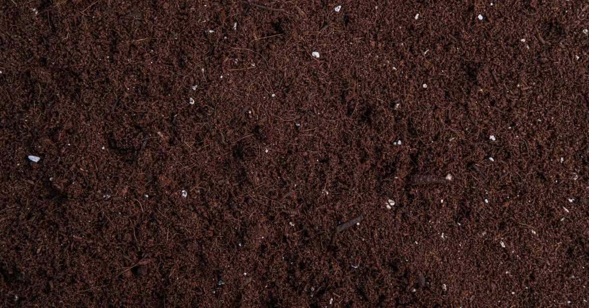 right soil mix during the rainy season