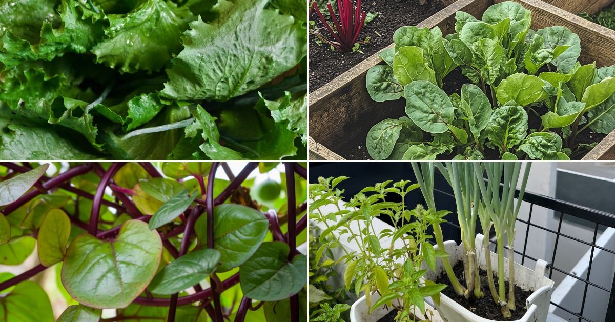 Best Winter Vegetables for Balcony Gardening