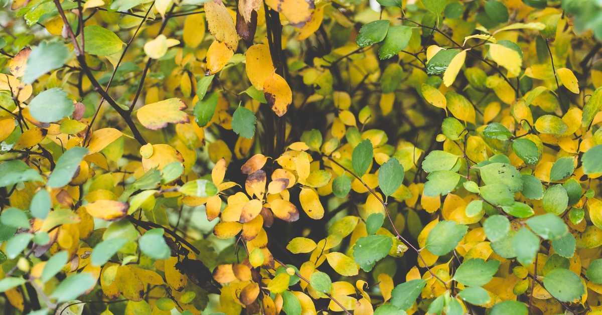 Know Your Balcony Plants Need Fertilizer