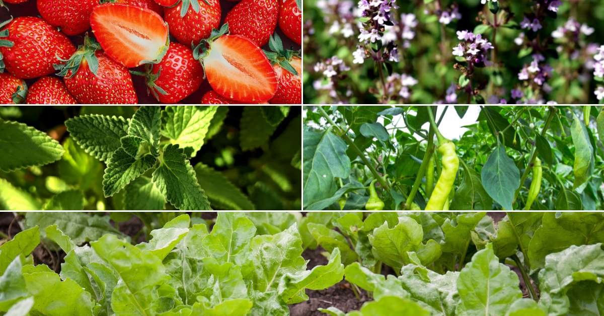 Plants You Can Grow in Vertical Pipe Gardens