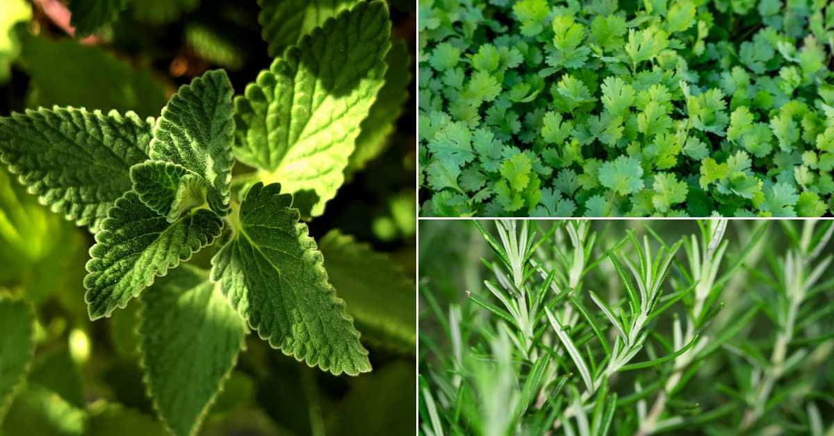 Edible Plants You Can Grow in Hanging Baskets