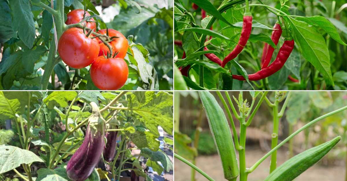 Best Vegetables for Sunny Balconies