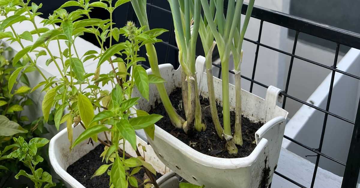 Balcony Garden Containers