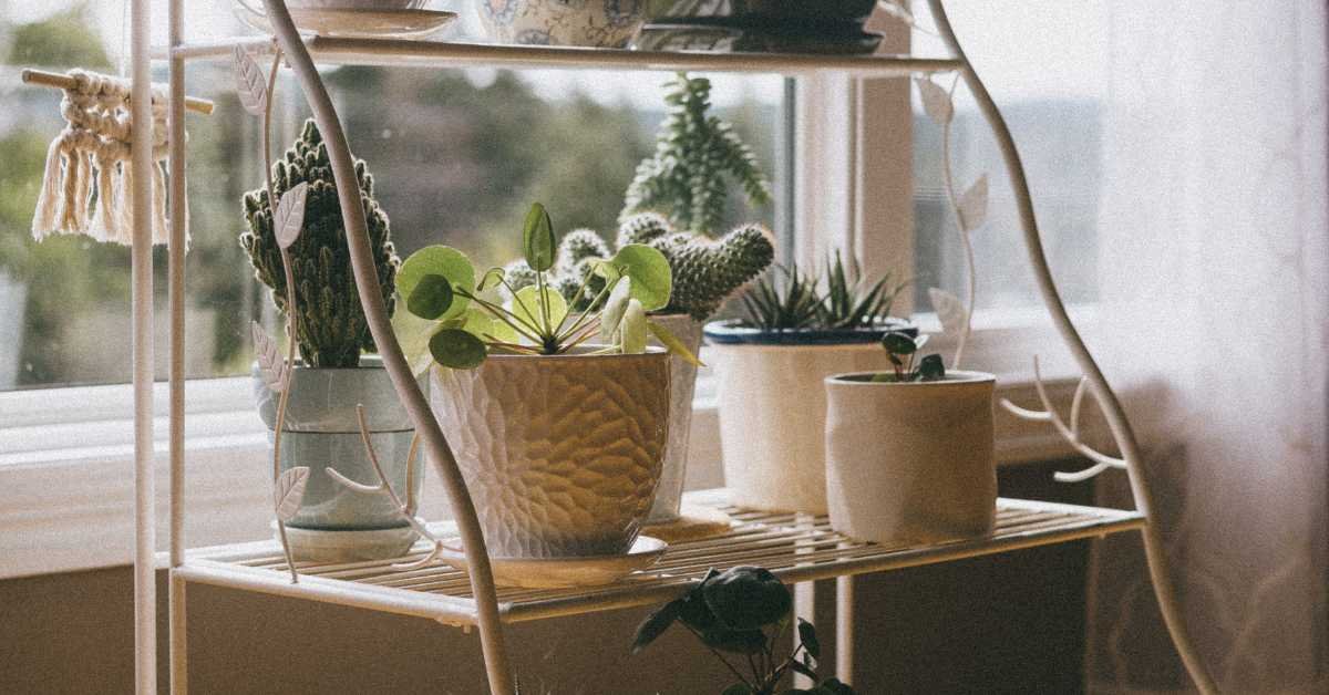 Self-Watering Pots