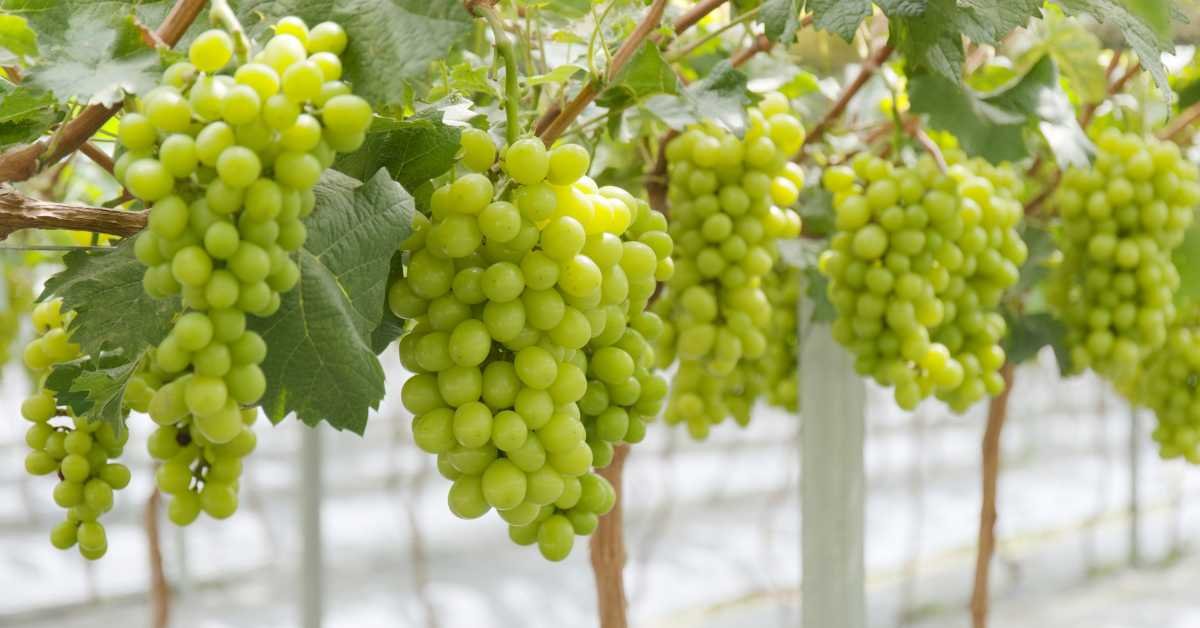 Compact Grapes