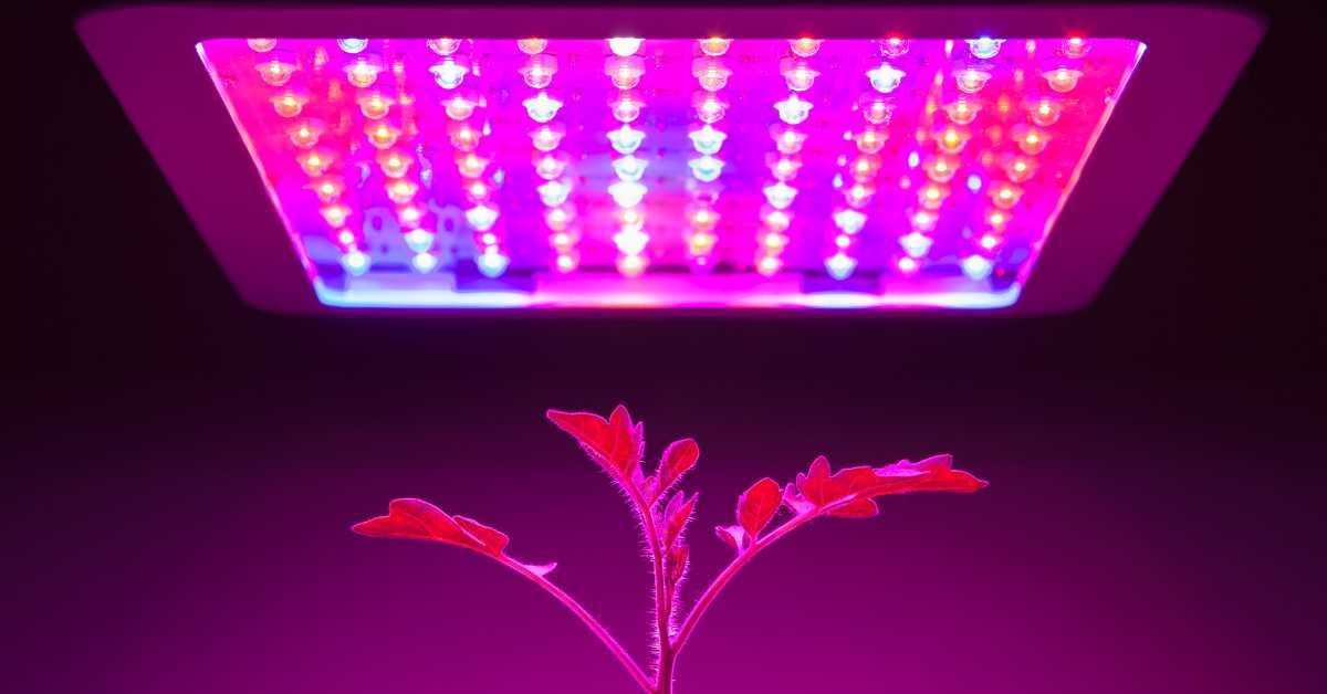 LED Grow Lights