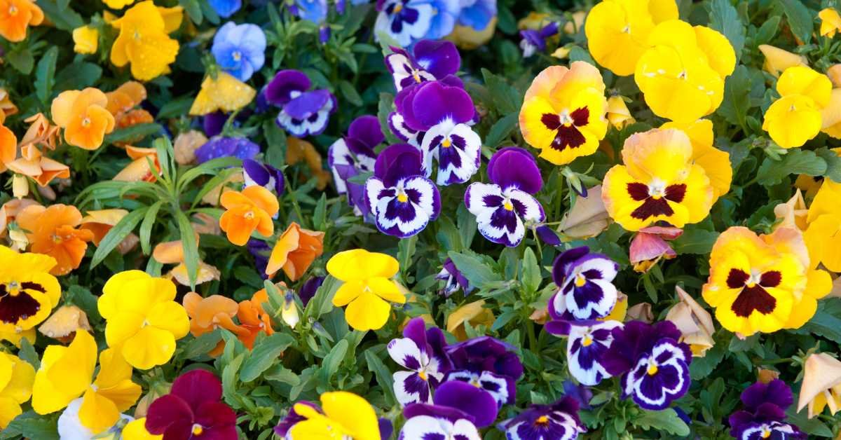 Best Fall Flowers for Balcony Gardens