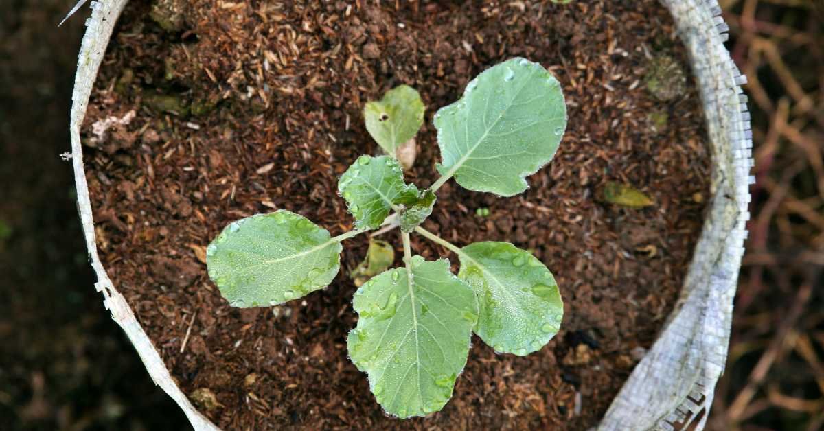 Signs That Show Your Soil Is Healthy