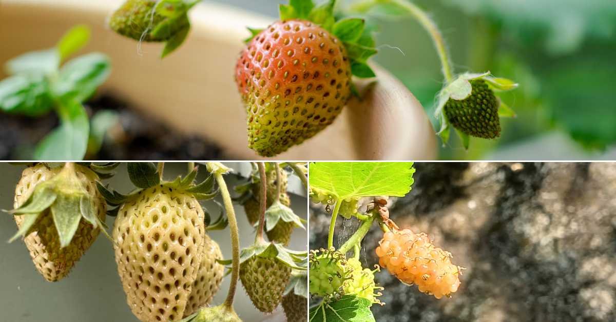 Compact Fruits You Can Grow in Spring