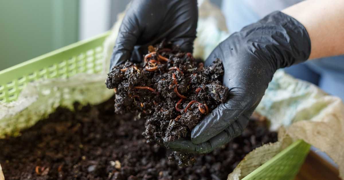 Vermicompost