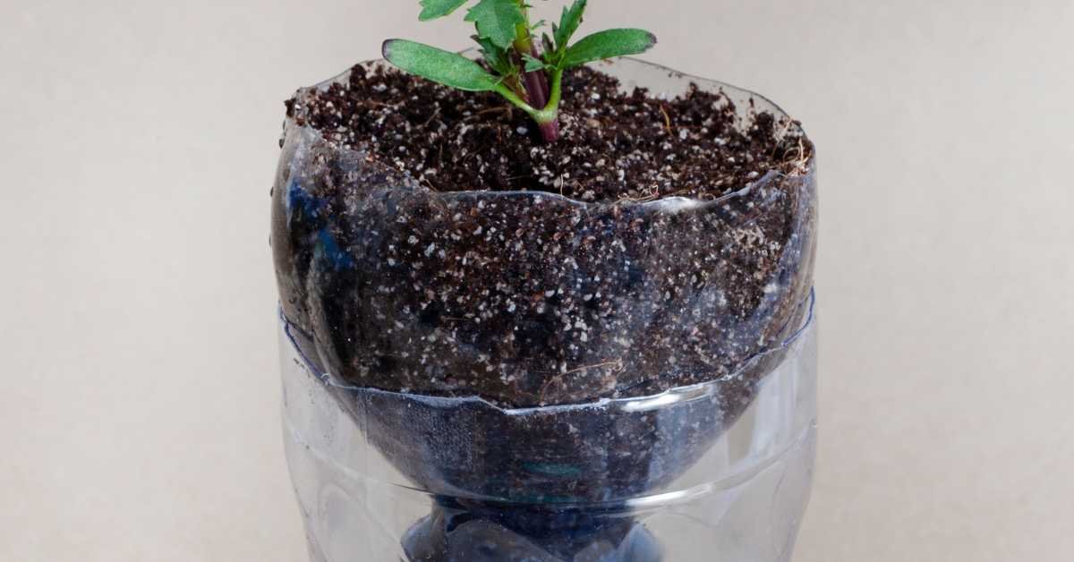 DIY Plastic Bottle Drip System