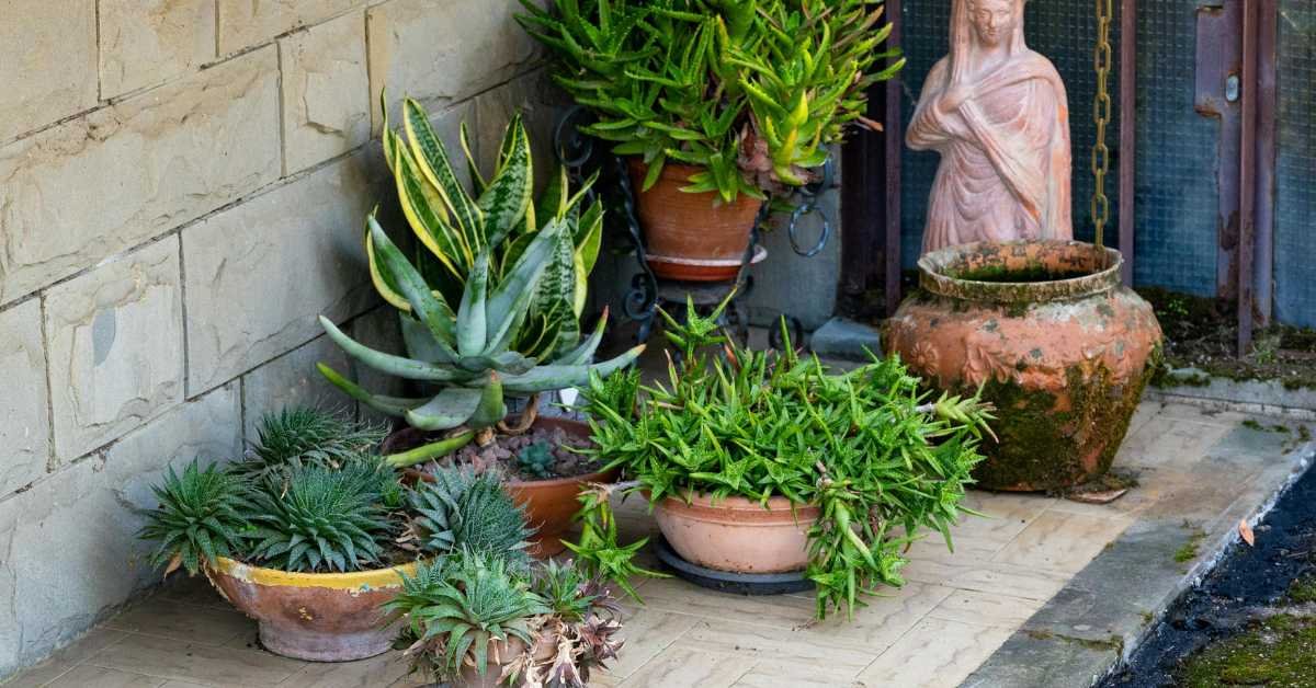 Pot Size Affects Watering Frequency