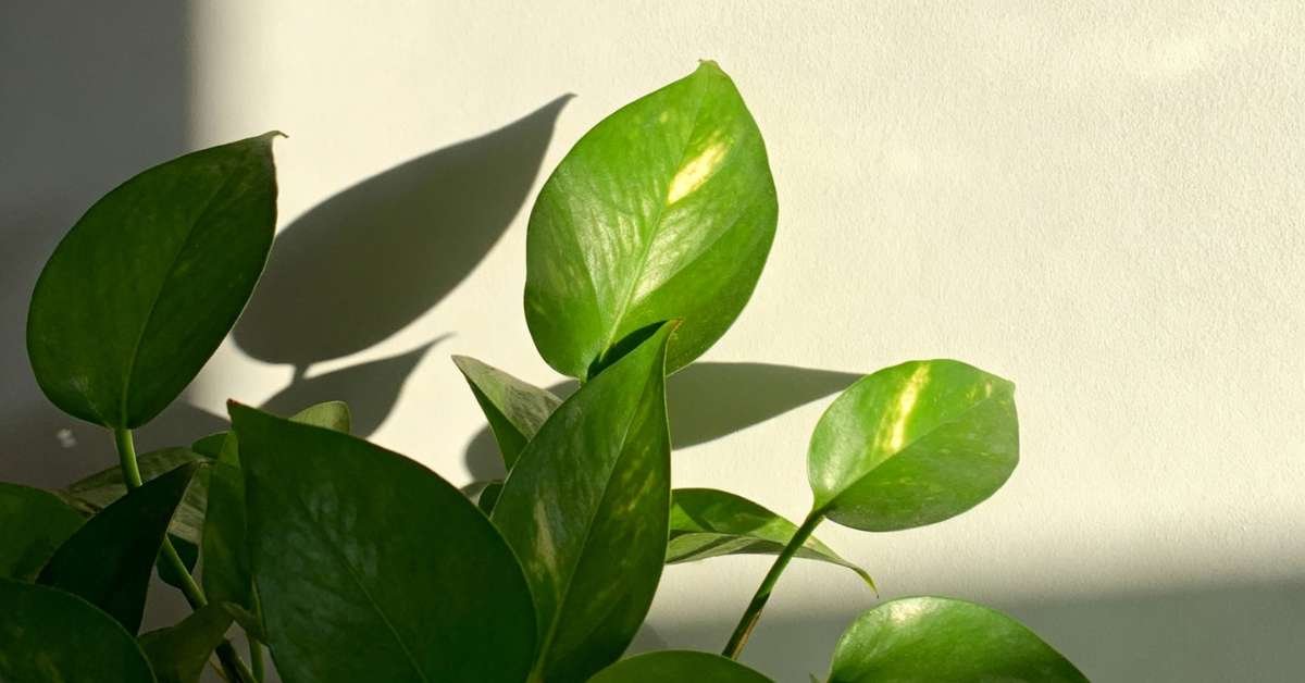 Sunlight Requirements