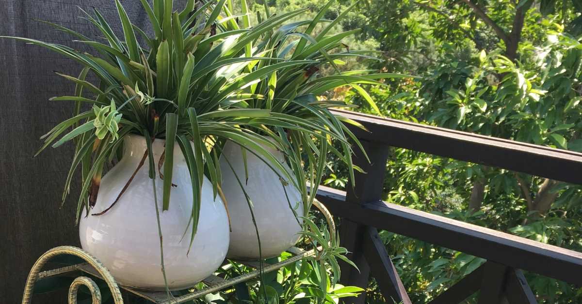 Corner Garden Layout