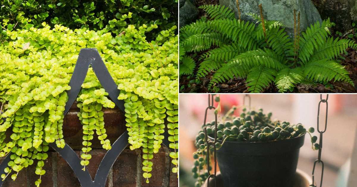 Trailing & Foliage Plants That