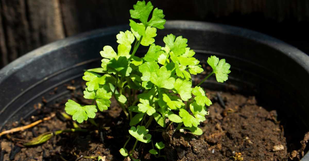Growing Coriander Plant