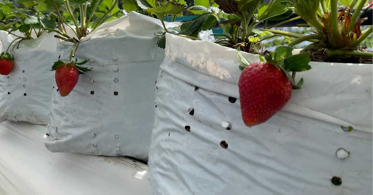 Strawberries Plants in Balcony
