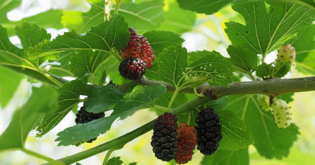 Dwarf Mulberry Trees