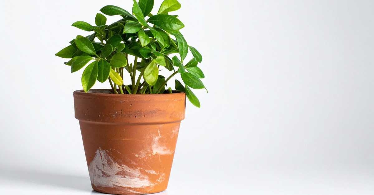 Terracotta pot for fall balcony gardening 