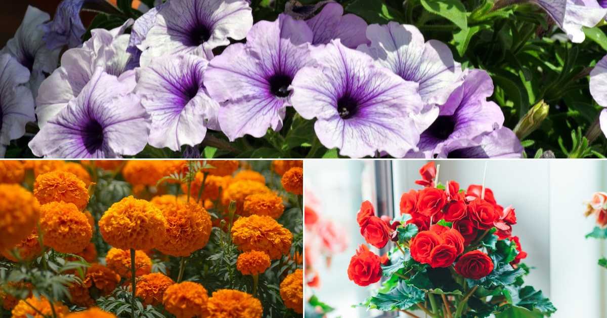 Flowers for a Colorful Spring Balcony