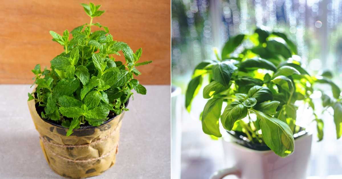 plants to keep outside and to be protected