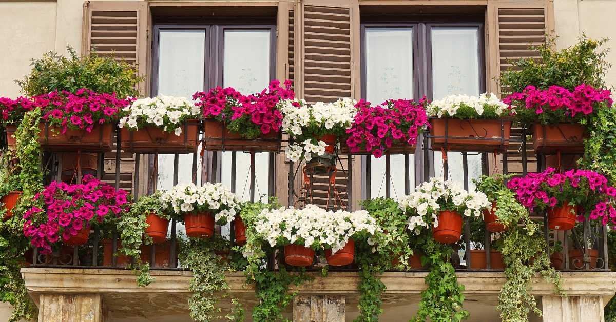 Layout Based on Plant Type