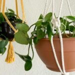 Best Hanging Basket
